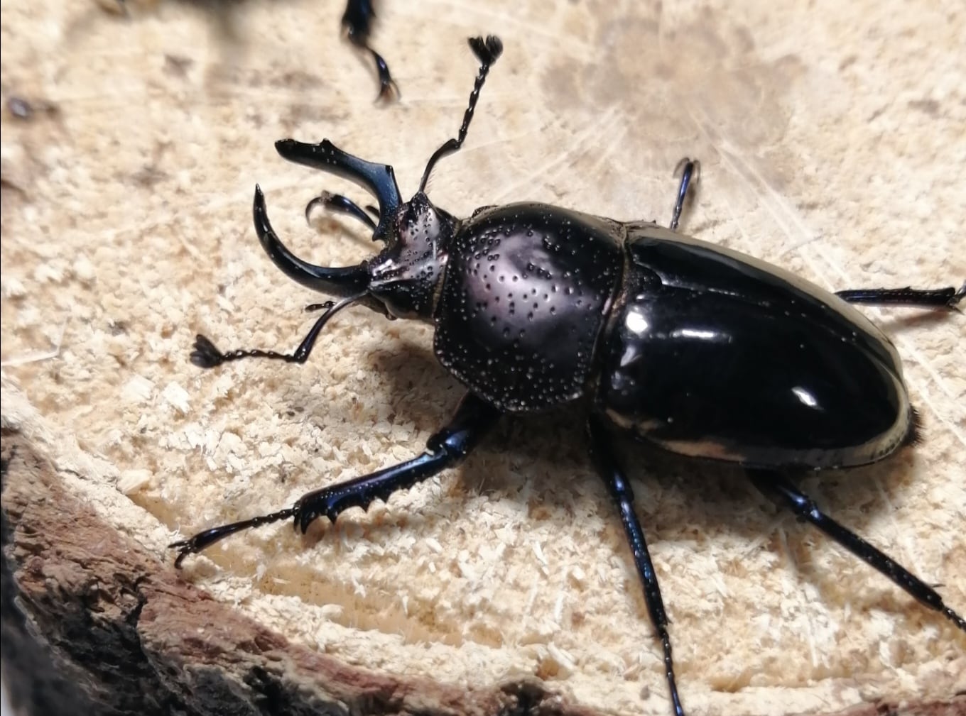 InsectBreed HTK