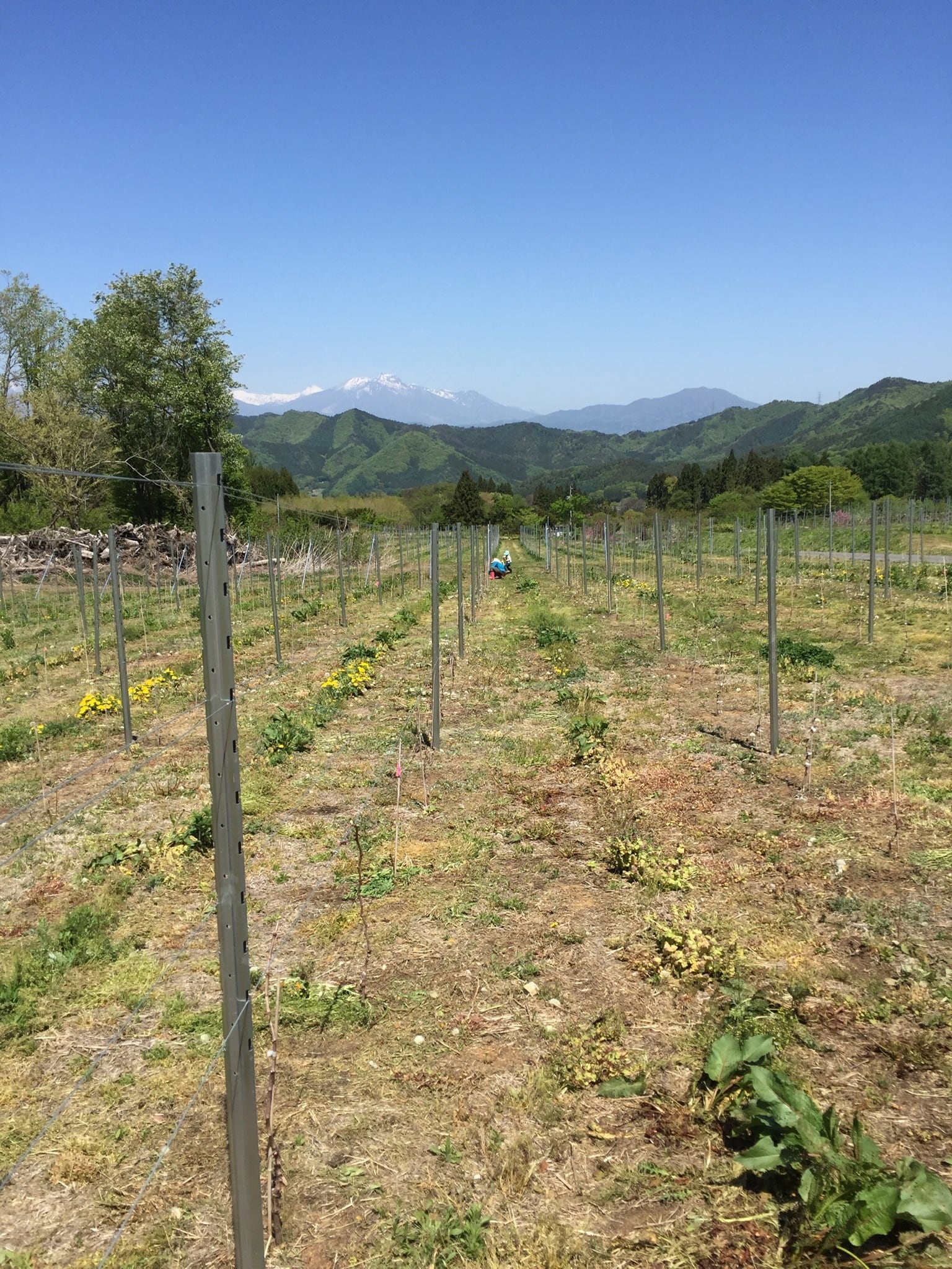 ABOUT はたの農園