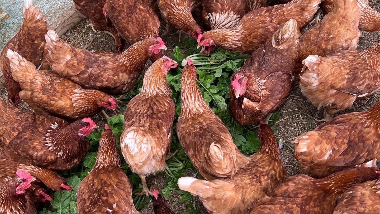 みやした養鶏場 みやした養鶏場