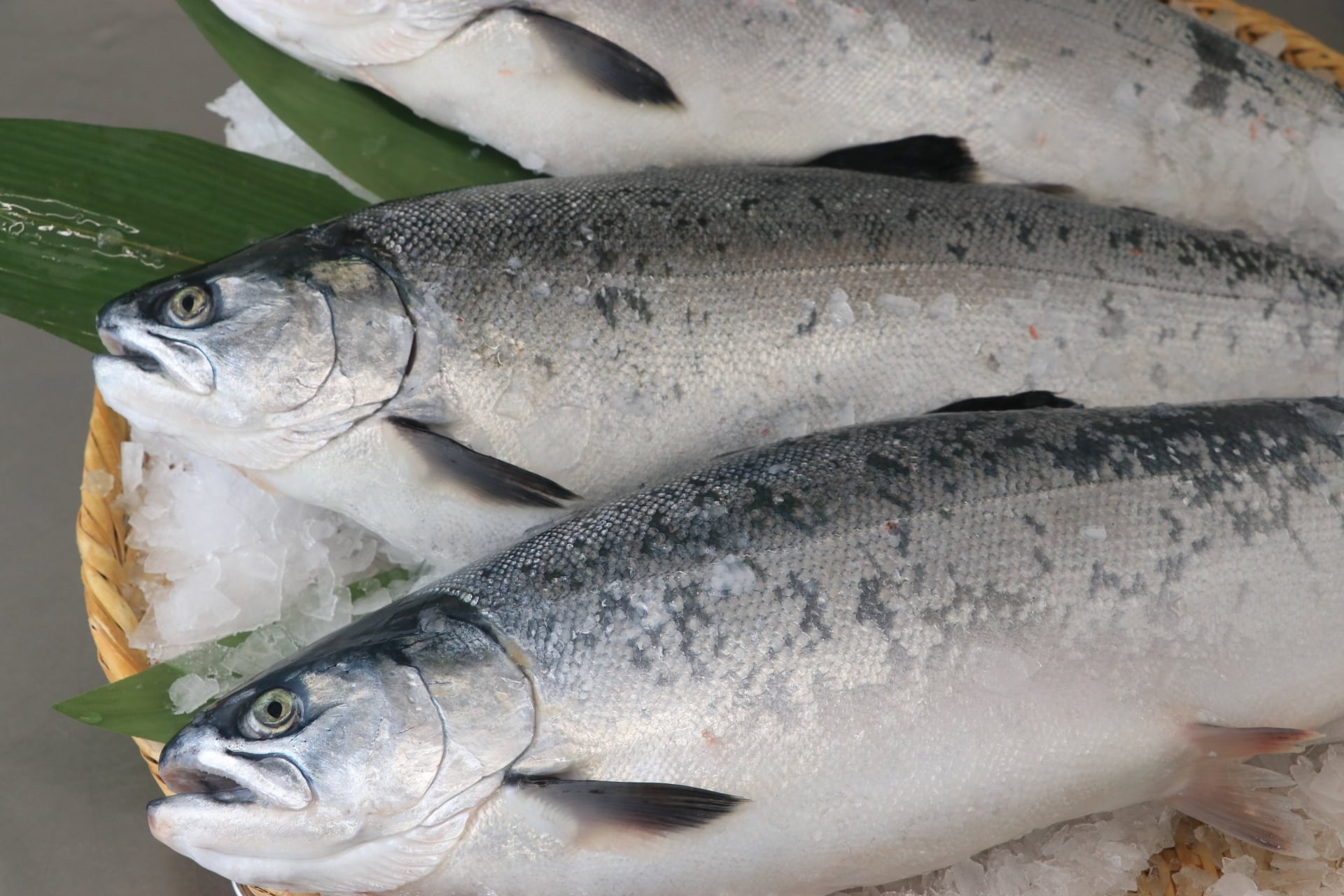 あきあじ（鮭）メス（いくら込み）
2.7~3kg