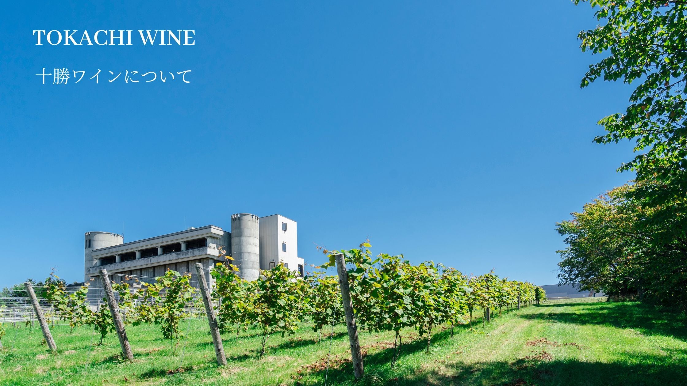 【Check】十勝ワインについて🍷