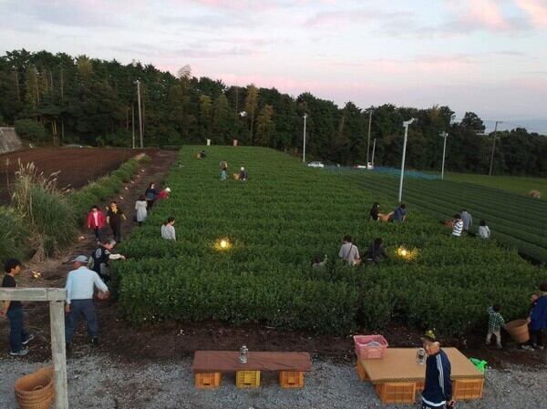 ぐり茶の美味しい入れ方 | ぐり茶の五十鈴園ネットショップ