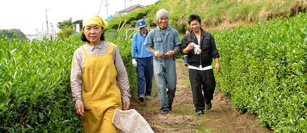 ぐり茶の美味しい入れ方 | ぐり茶の五十鈴園ネットショップ