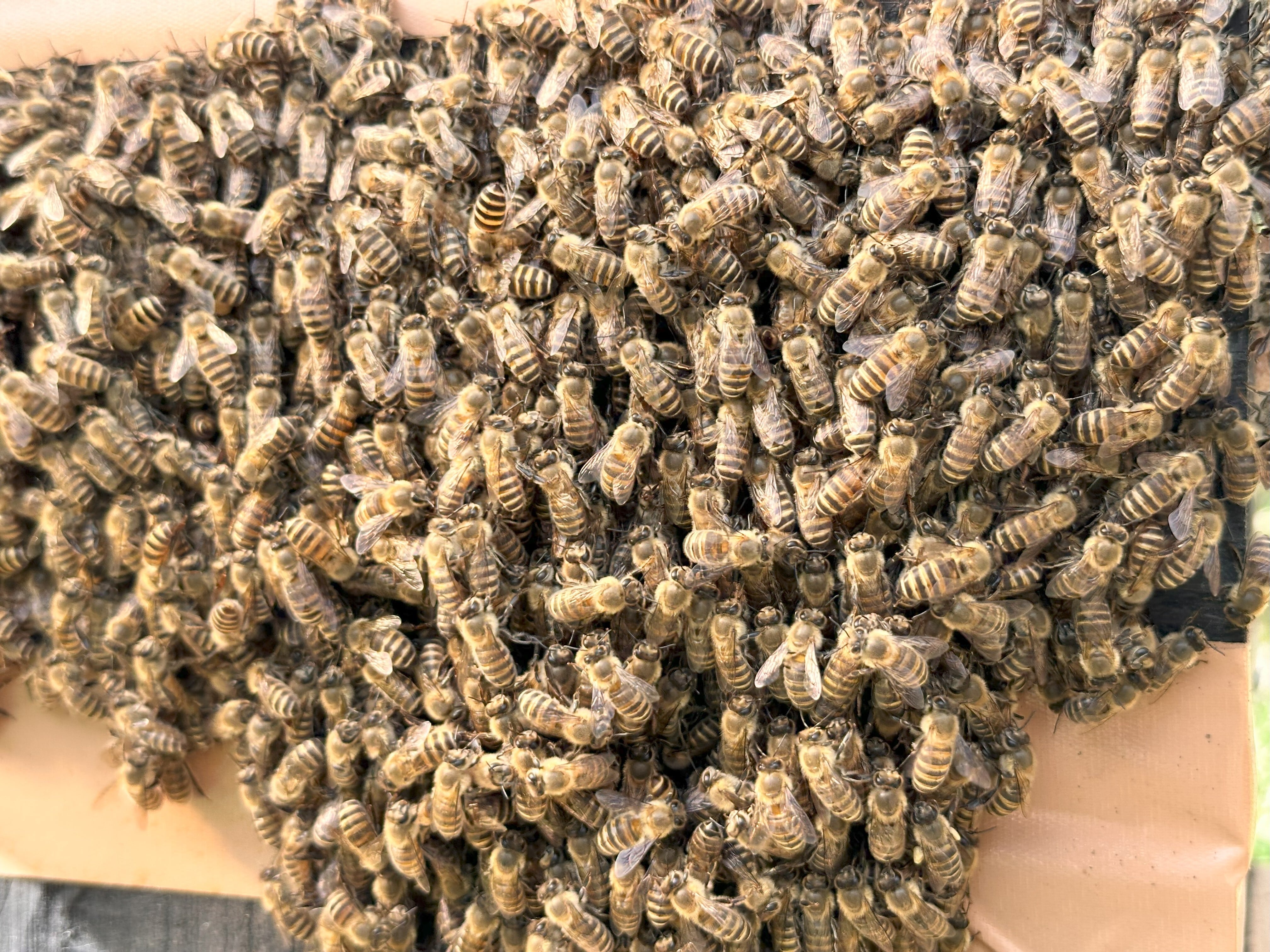 SatoyamaHoney