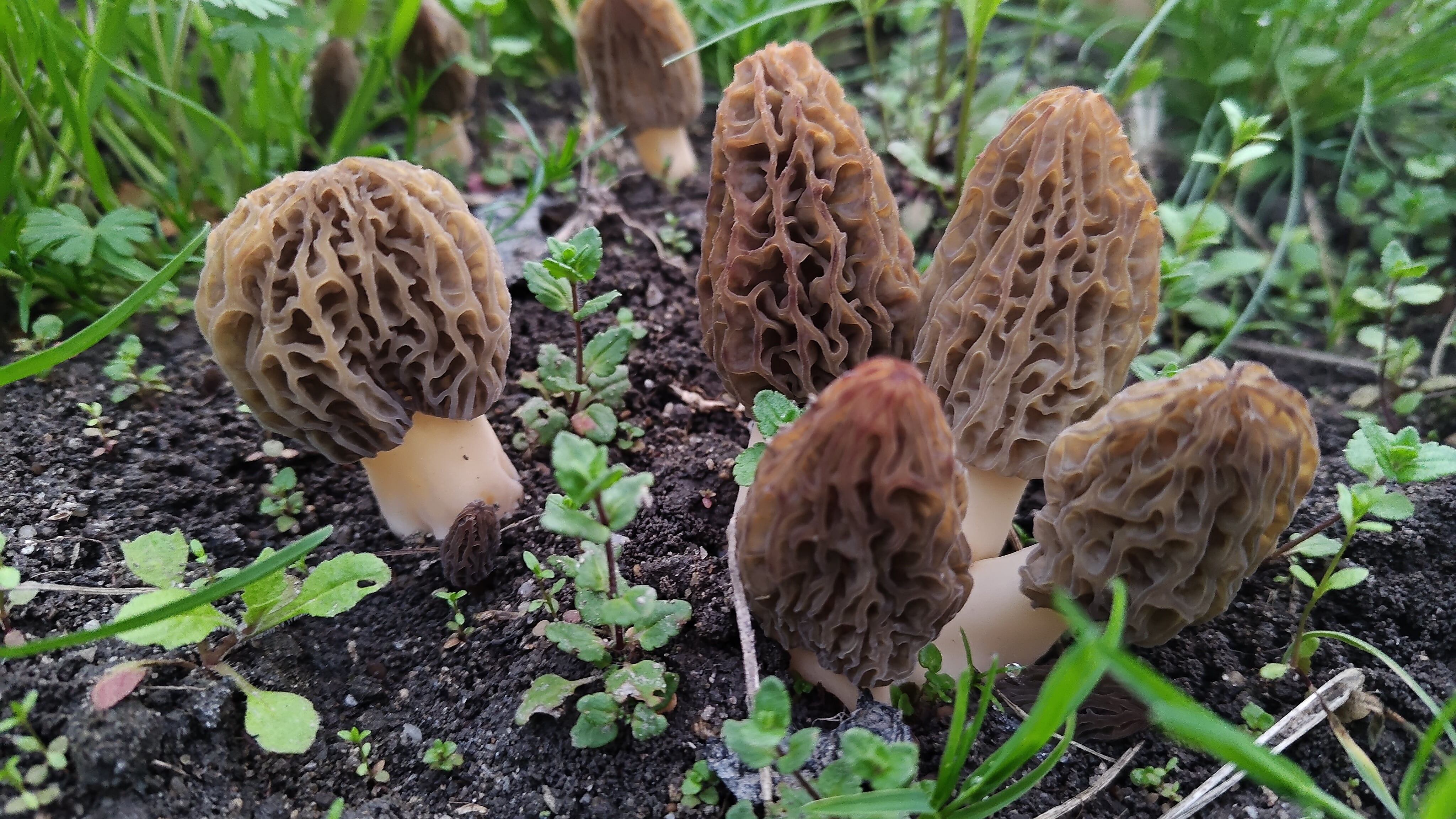 【国産モリーユ/アミガサダケ】