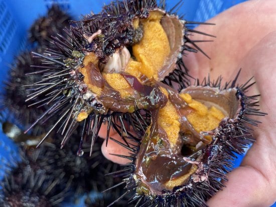 【川勝謹製/由良の黒ウニ】