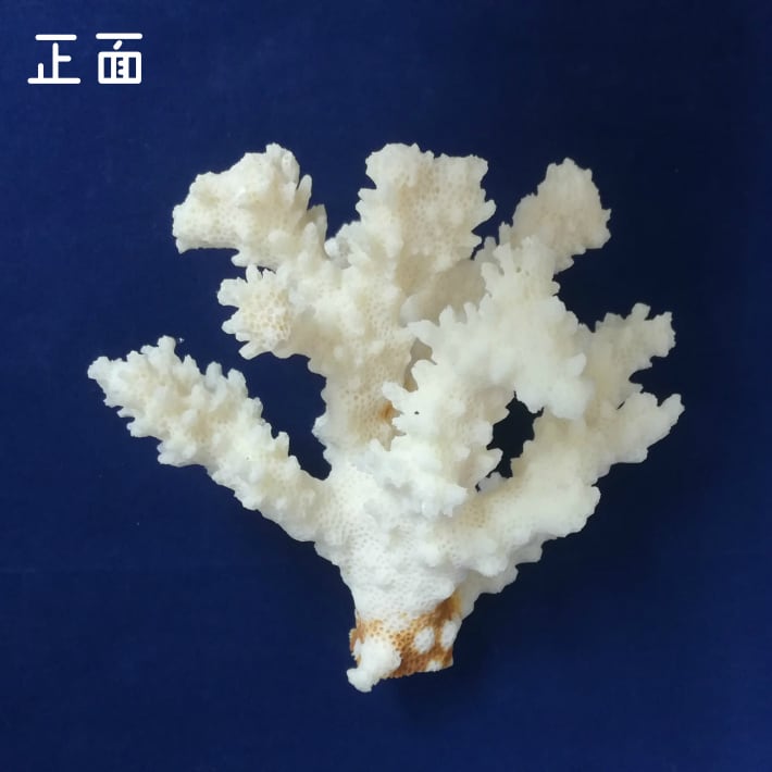 枝サンゴ(準備中)