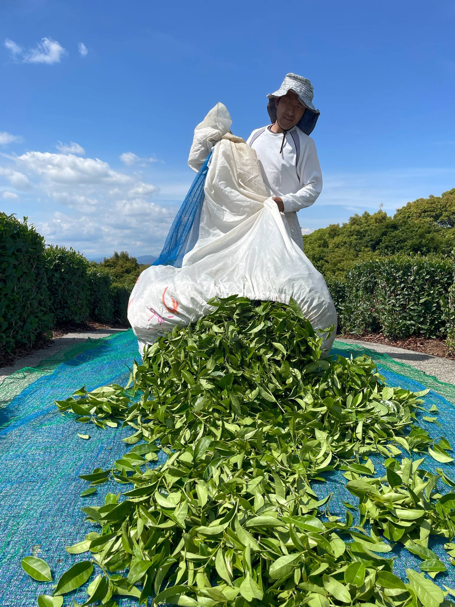 釜炒り茶　柴本