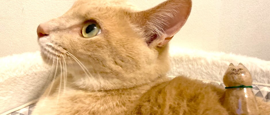 猫 | うちの子のけだまだま
