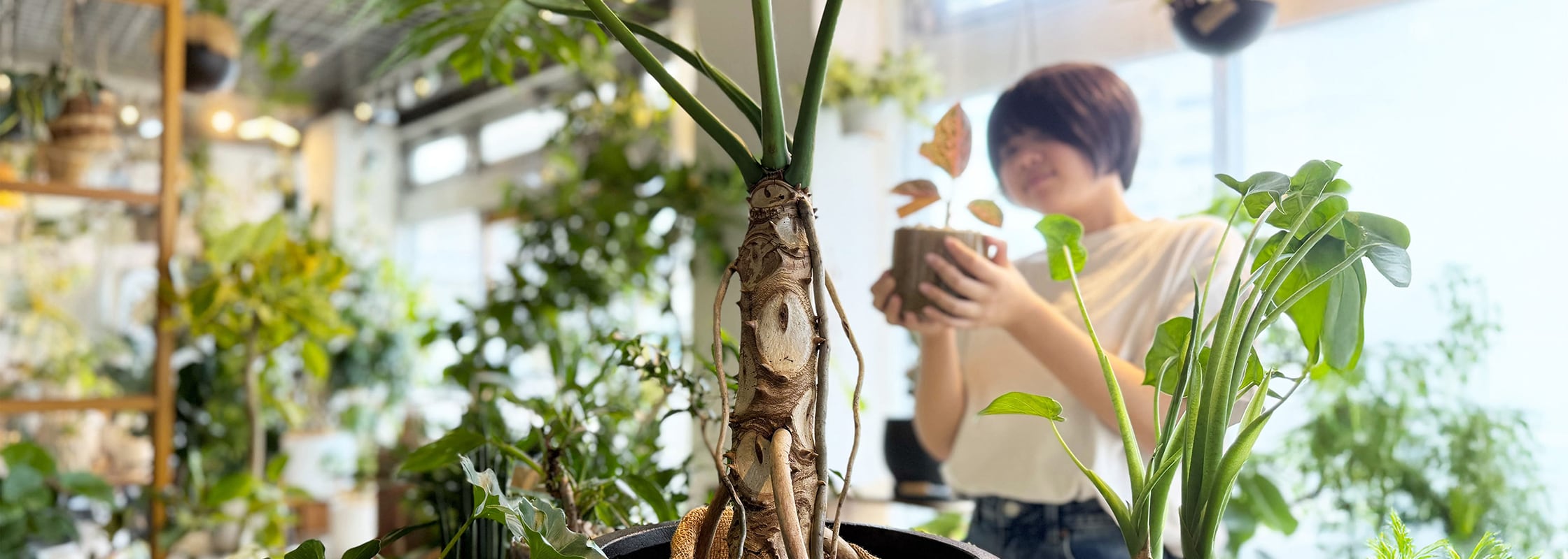 観葉植物は、光や水を感じながらゆっくりと育ちます。  
そんな生命に「名前」をつけることで、愛着と日々の小さな喜びが生まれます。  
おすすめは、自分の好きな言葉やおしゃれな響きを選ぶこと。  
「この子にはこの名前が似合う」と感じる瞬間が、きっとあります。  
観葉植物と暮らす毎日が、インテリアをもっと豊かに彩ってくれます。