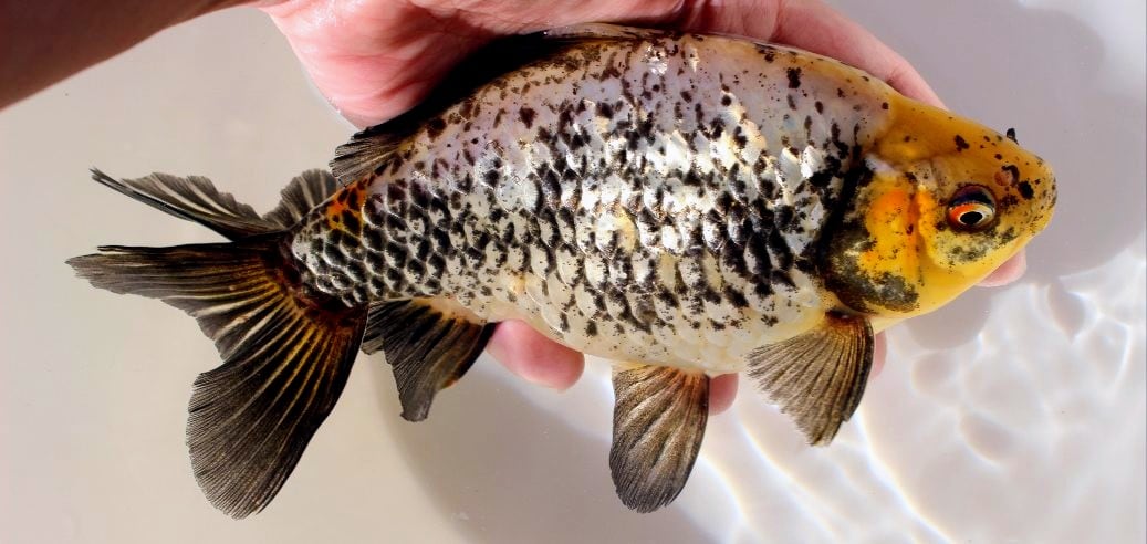 金魚専門店 和の美