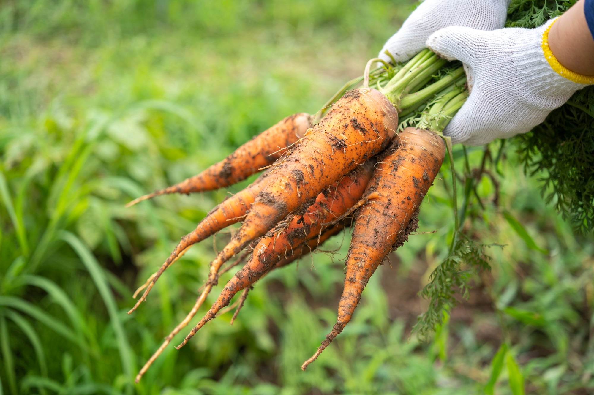 ３種類の国産お野菜とフルーツ２種類