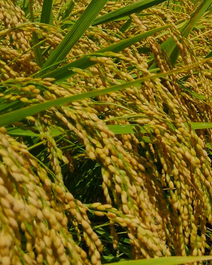 Rice