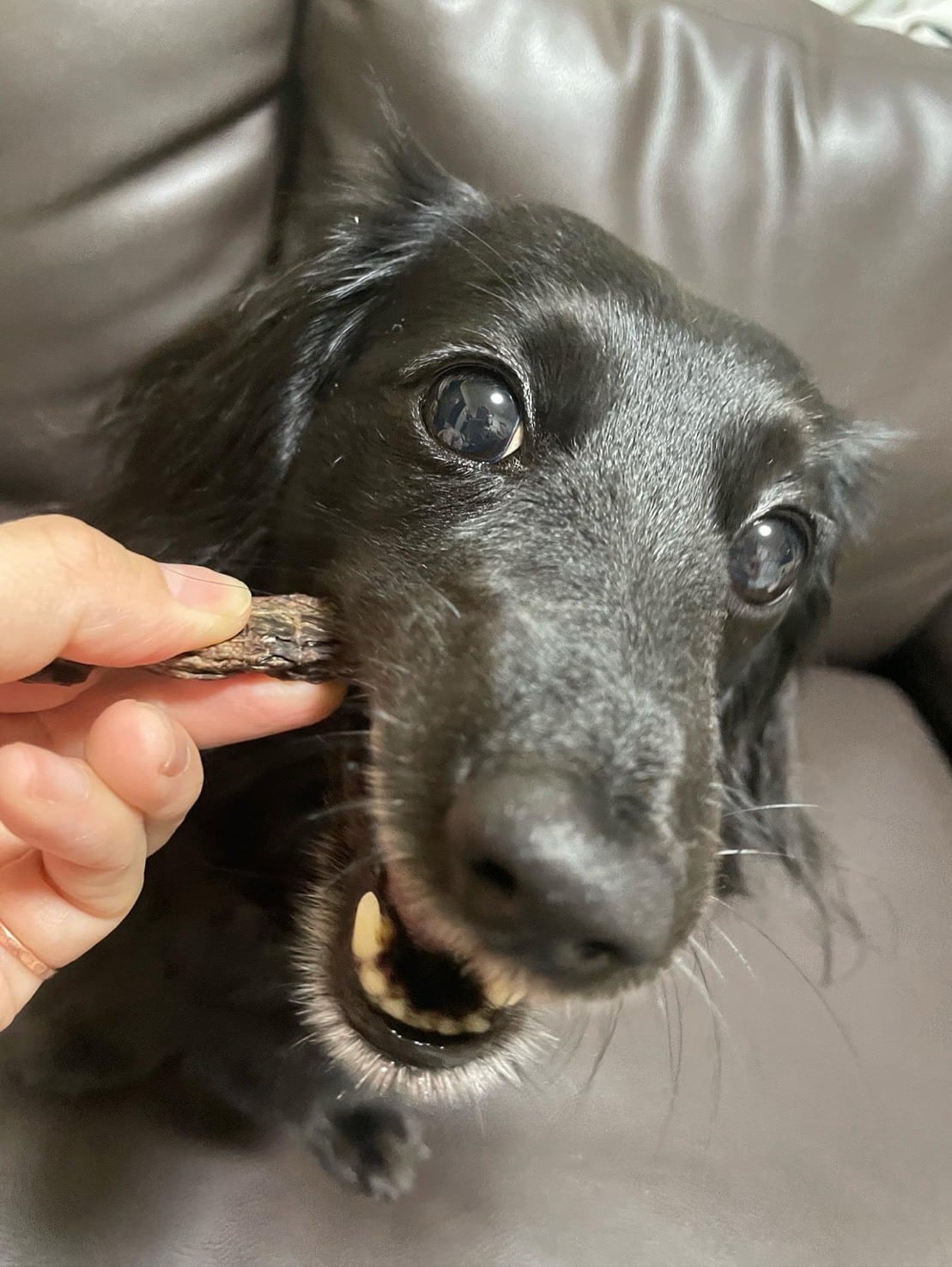 こゆきんちのおやつ | 犬用鹿肉ジャーキー 犬用鹿骨 無添加犬おやつ通販