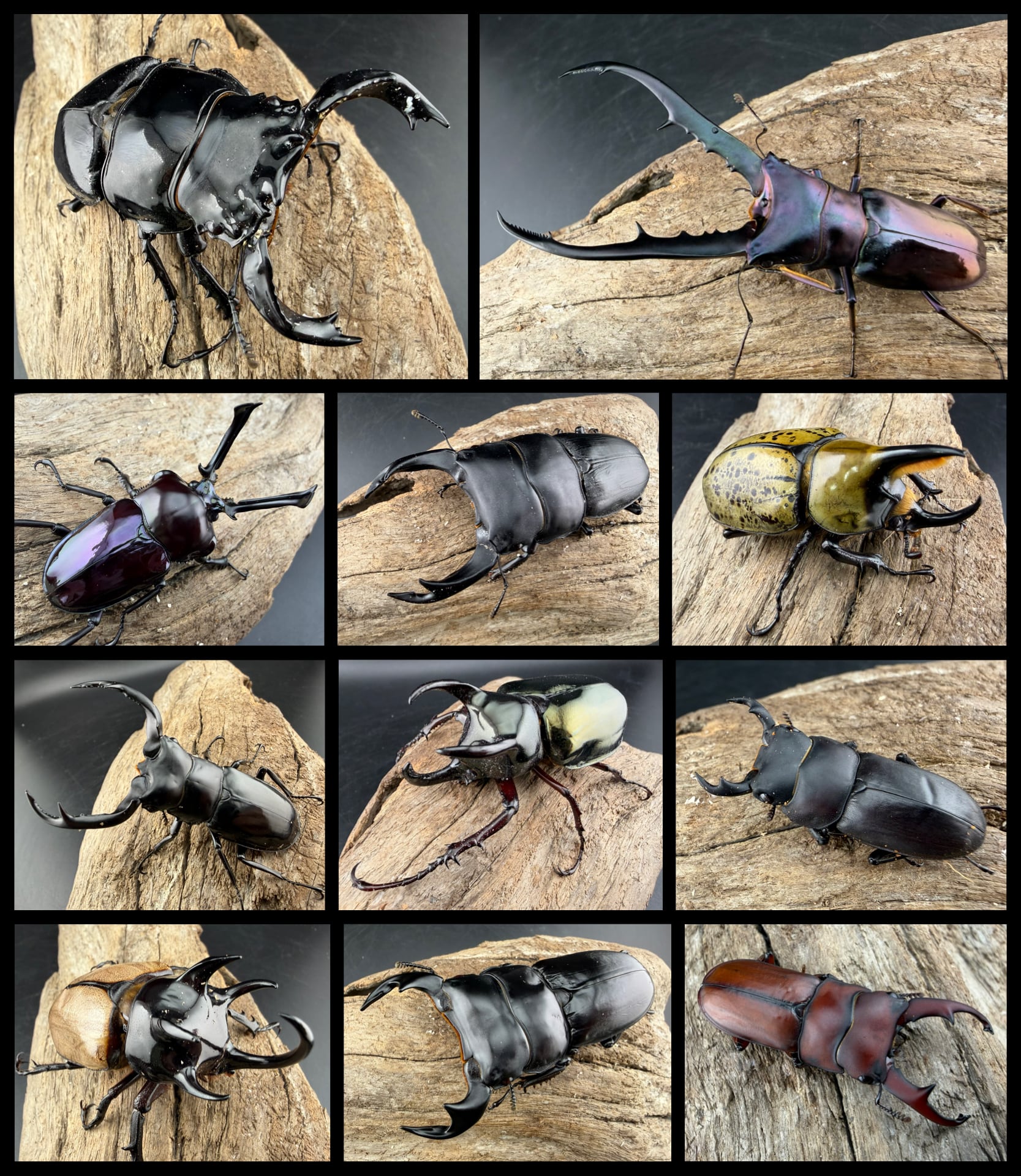 KPW公式オンラインショップ