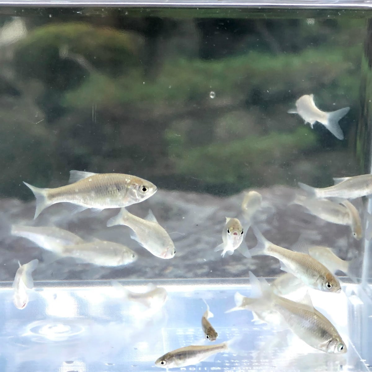 （淡水魚）ヤリタナゴ