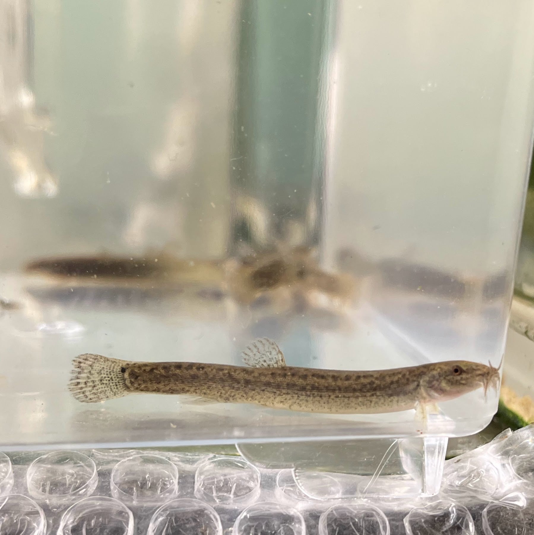 （淡水魚）ドジョウ