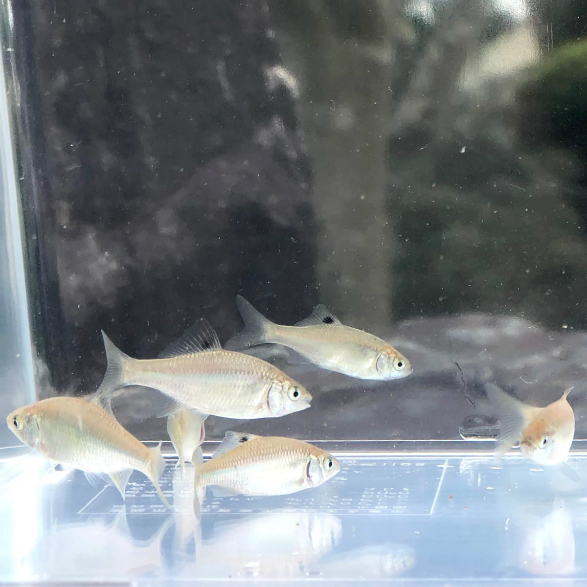 （淡水魚）カネヒラ