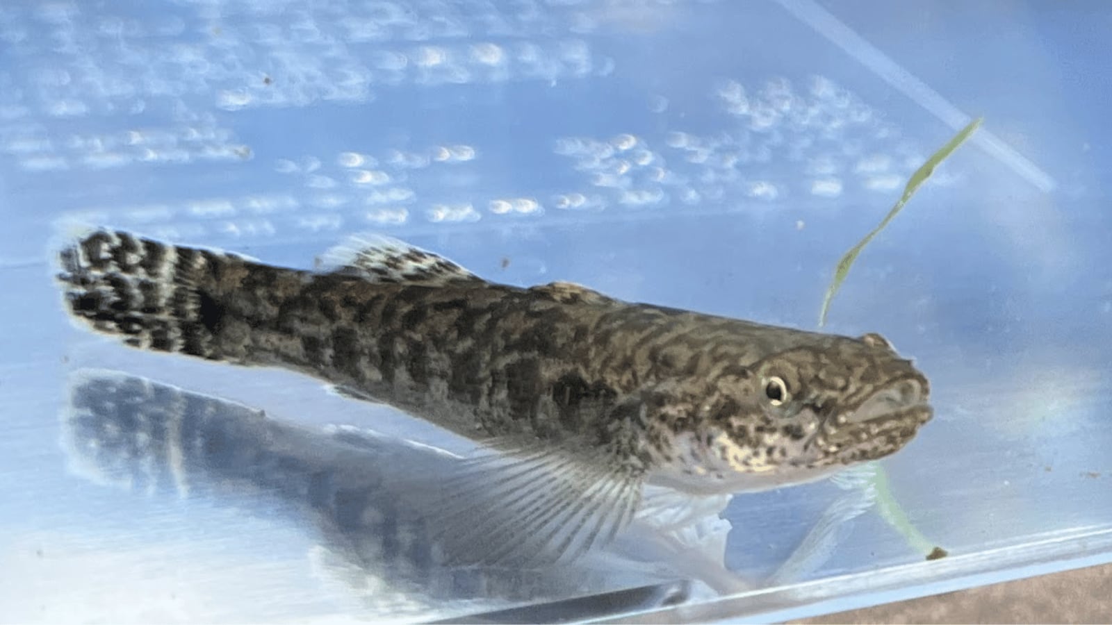 生体（淡水魚・川魚）｜ウキゴリ　4～6cm±