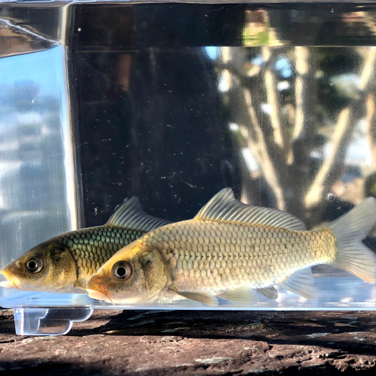 （淡水魚）養殖　コイ