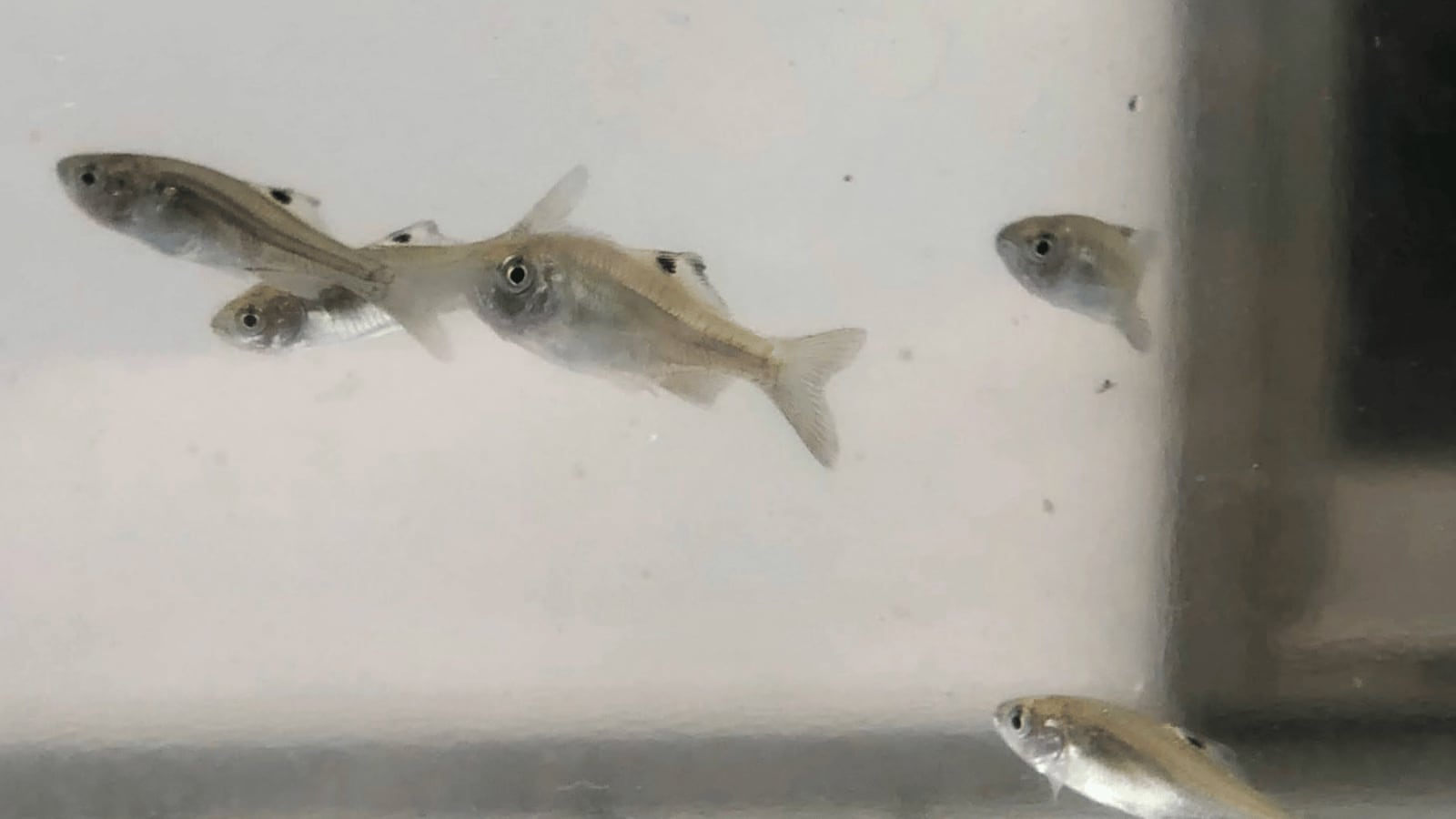 生体（淡水魚・川魚）｜カネヒラ　新仔