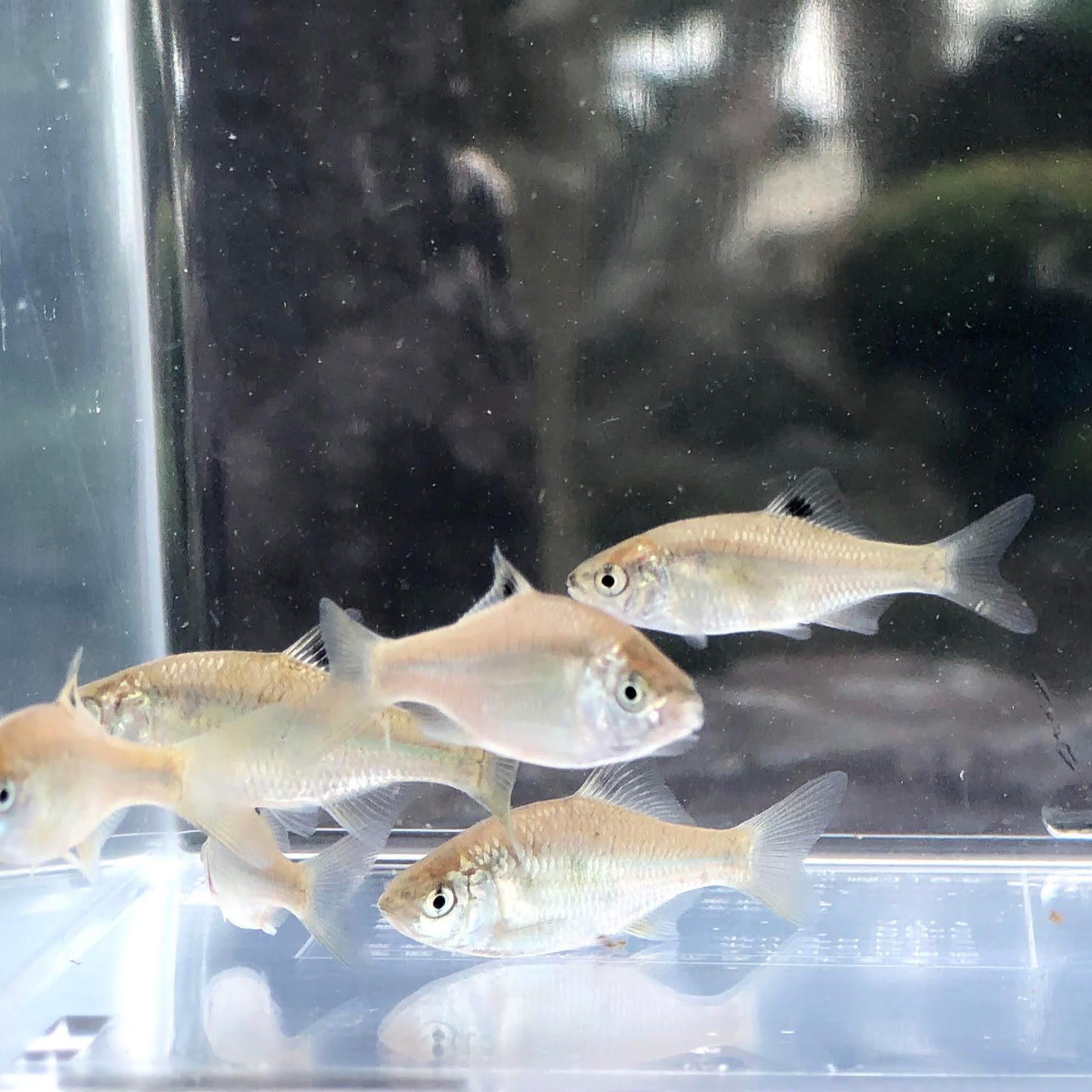 （淡水魚）カネヒラ