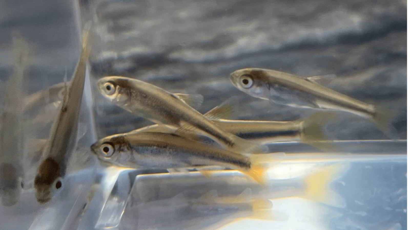 生体（淡水魚・川魚）｜カワムツ　2〜4cm±（3匹）