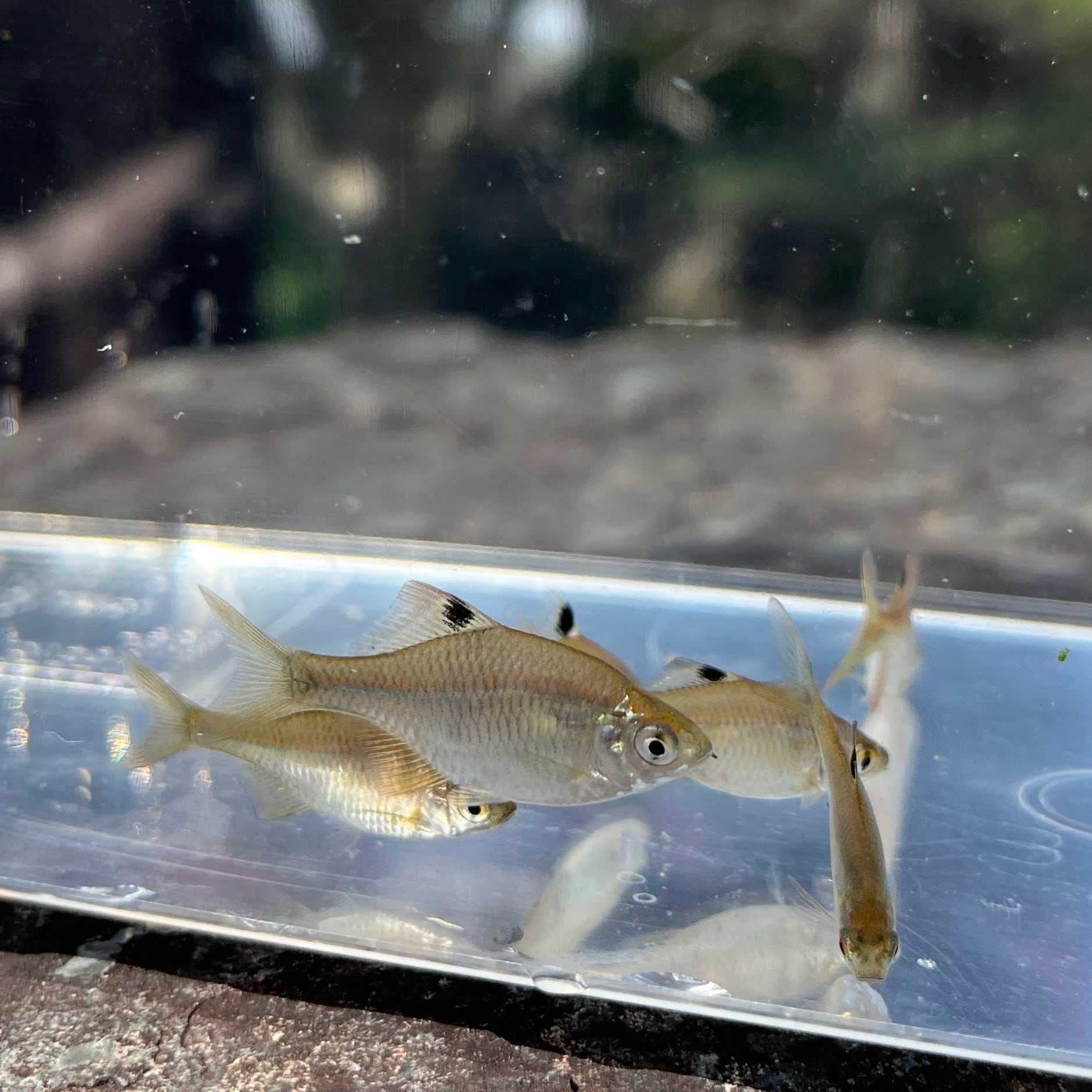 （淡水魚）タイリクバラタナゴ