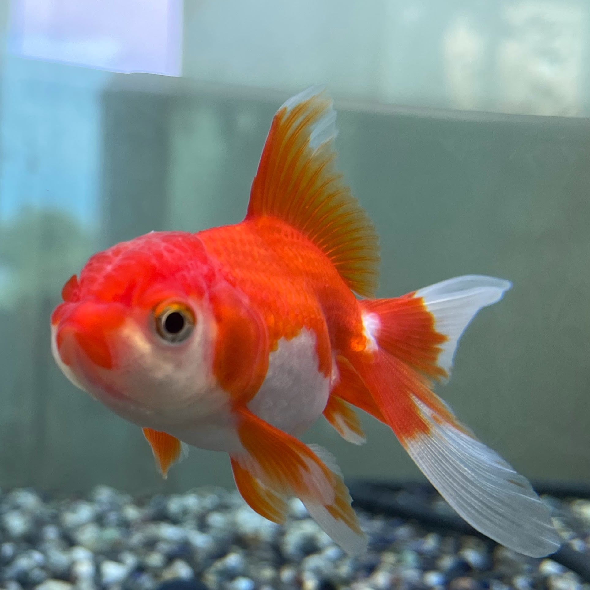 各種　金魚