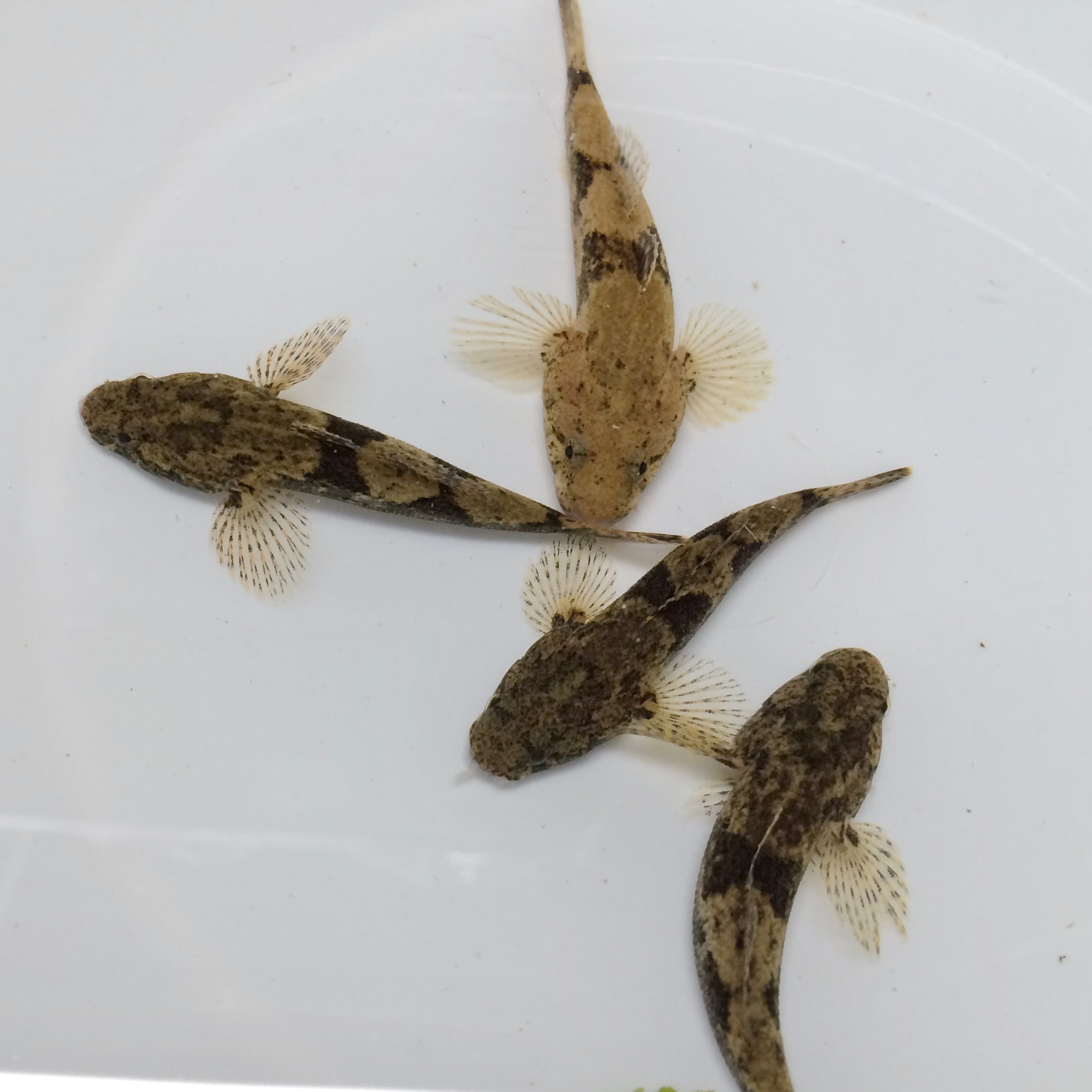 （淡水魚）ドンコ　（4～7ｃｍ±）