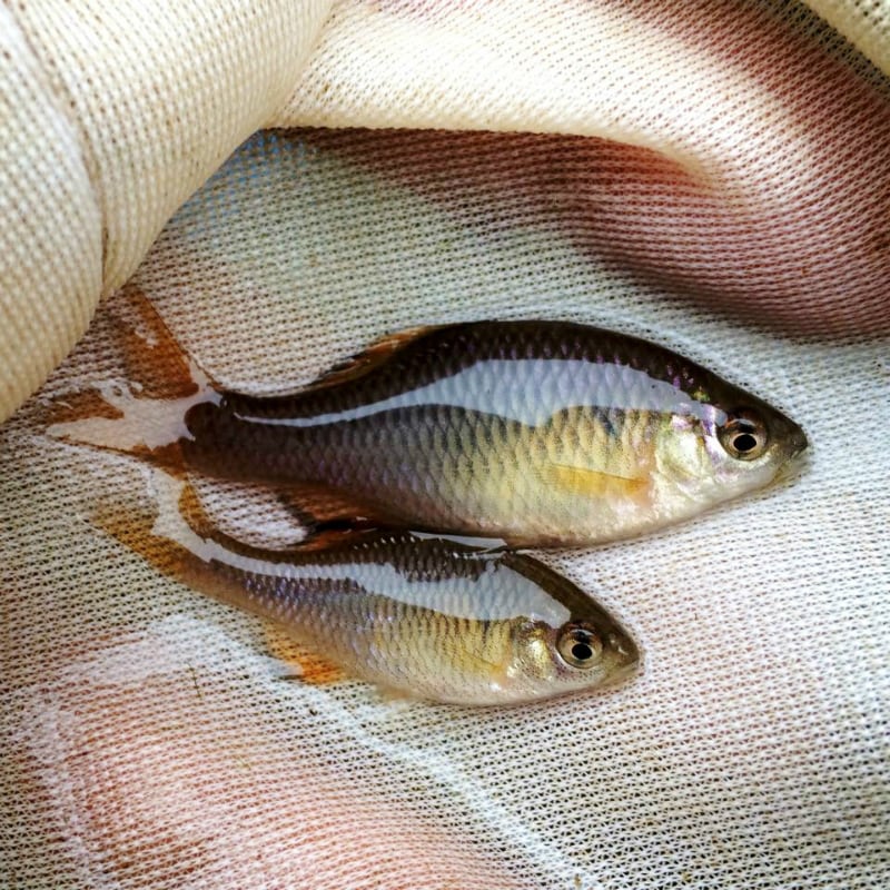 （淡水魚）アブラボテ