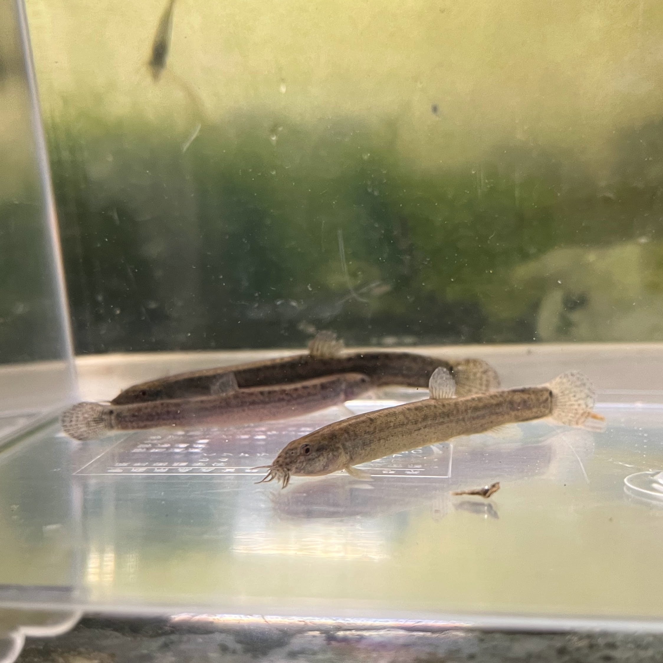 （淡水魚）ドジョウ