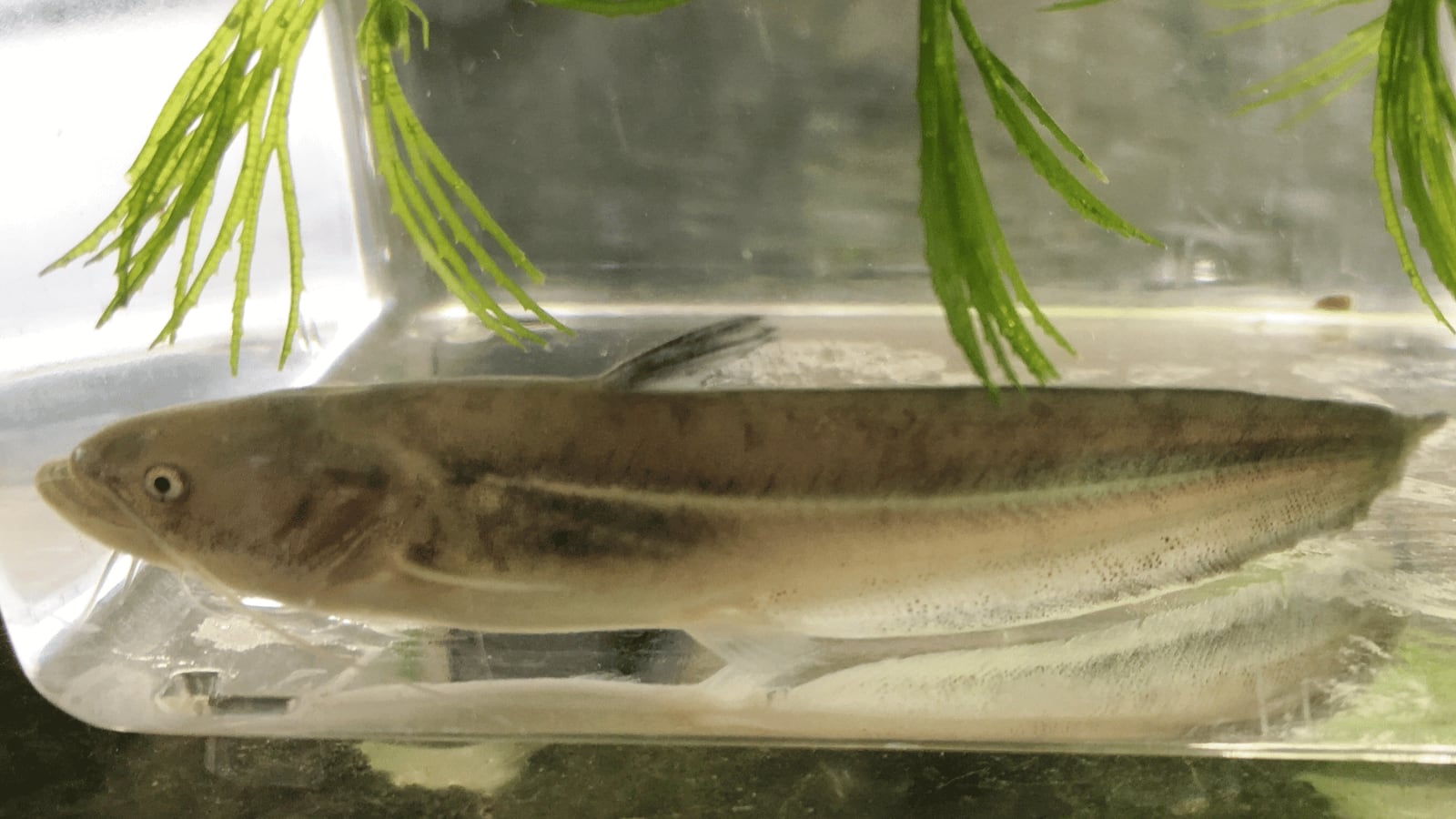 生体（淡水魚・川魚）｜ナマズ　8～13ｃｍ±　（養殖）