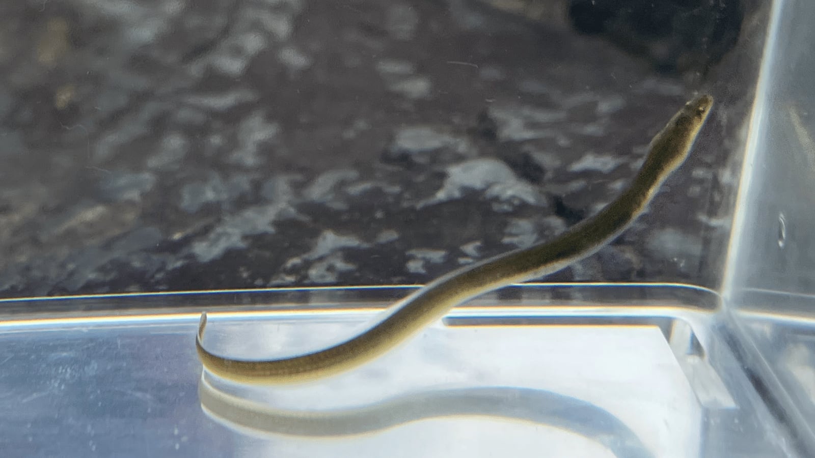 生体（淡水魚・川魚）｜（鑑賞用）ウナギ　8〜13ｃｍ±（1匹）