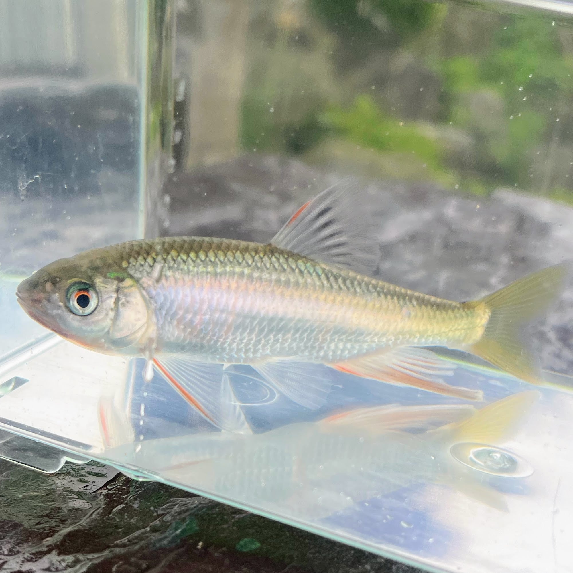 （淡水魚）オイカワ