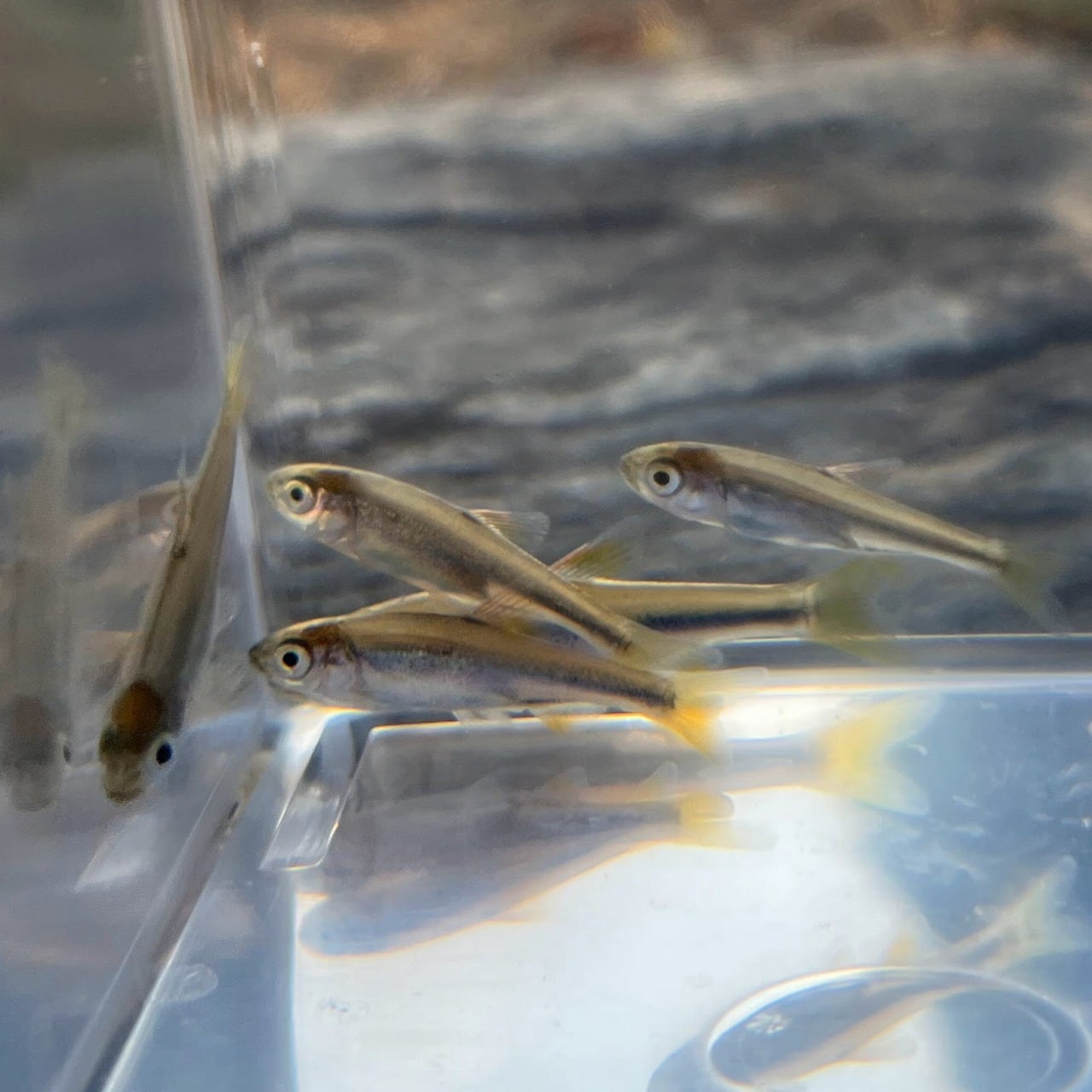 （淡水魚）カワムツ