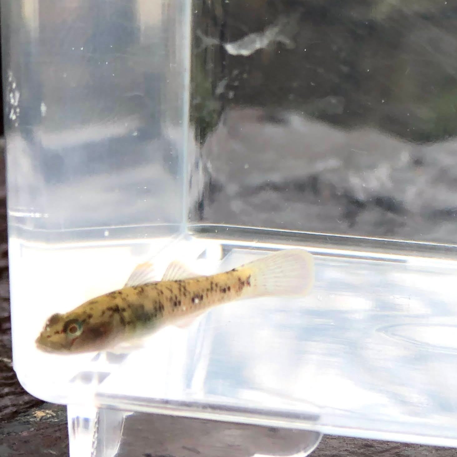 （淡水魚）ヨシノボリ