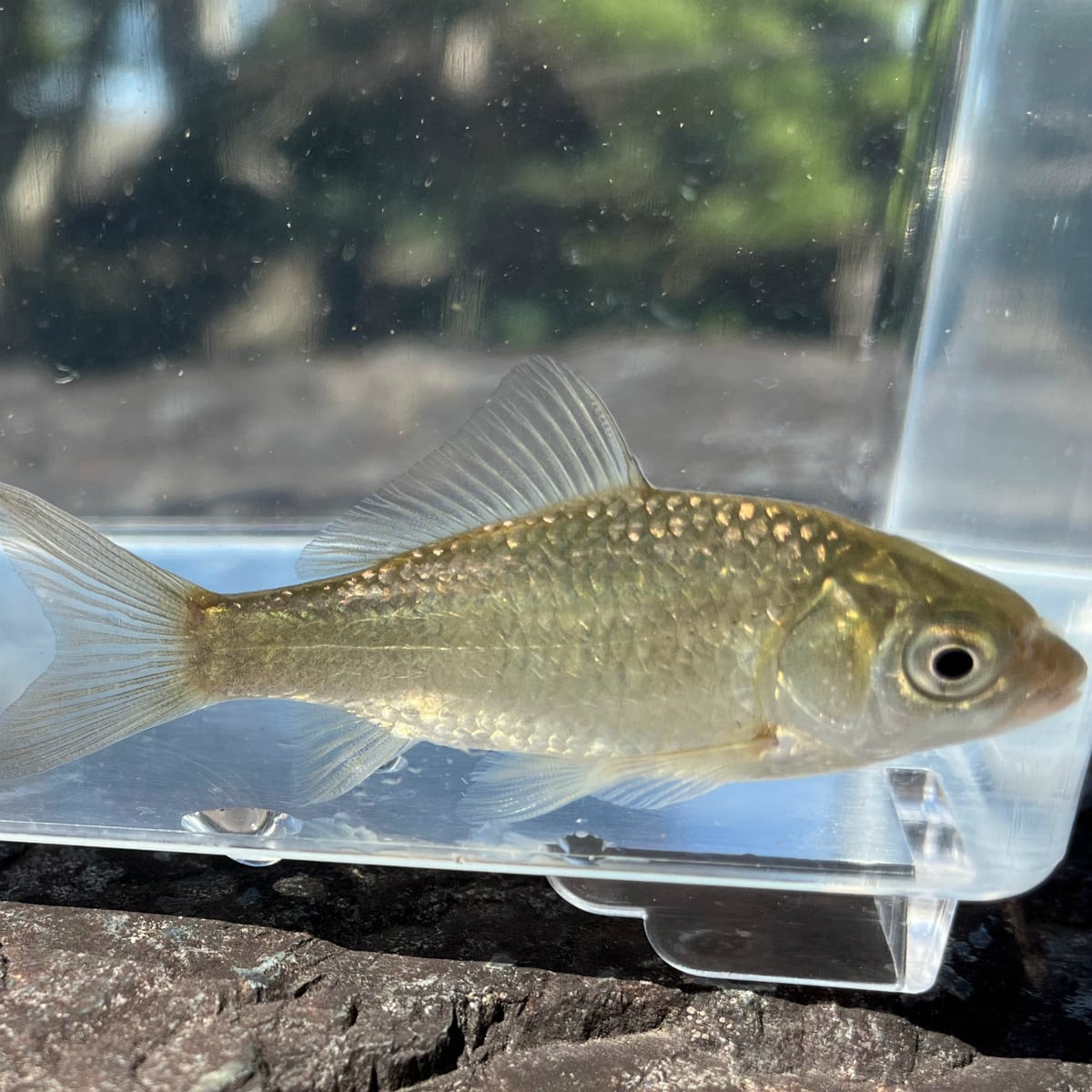 （淡水魚）ギンブナ