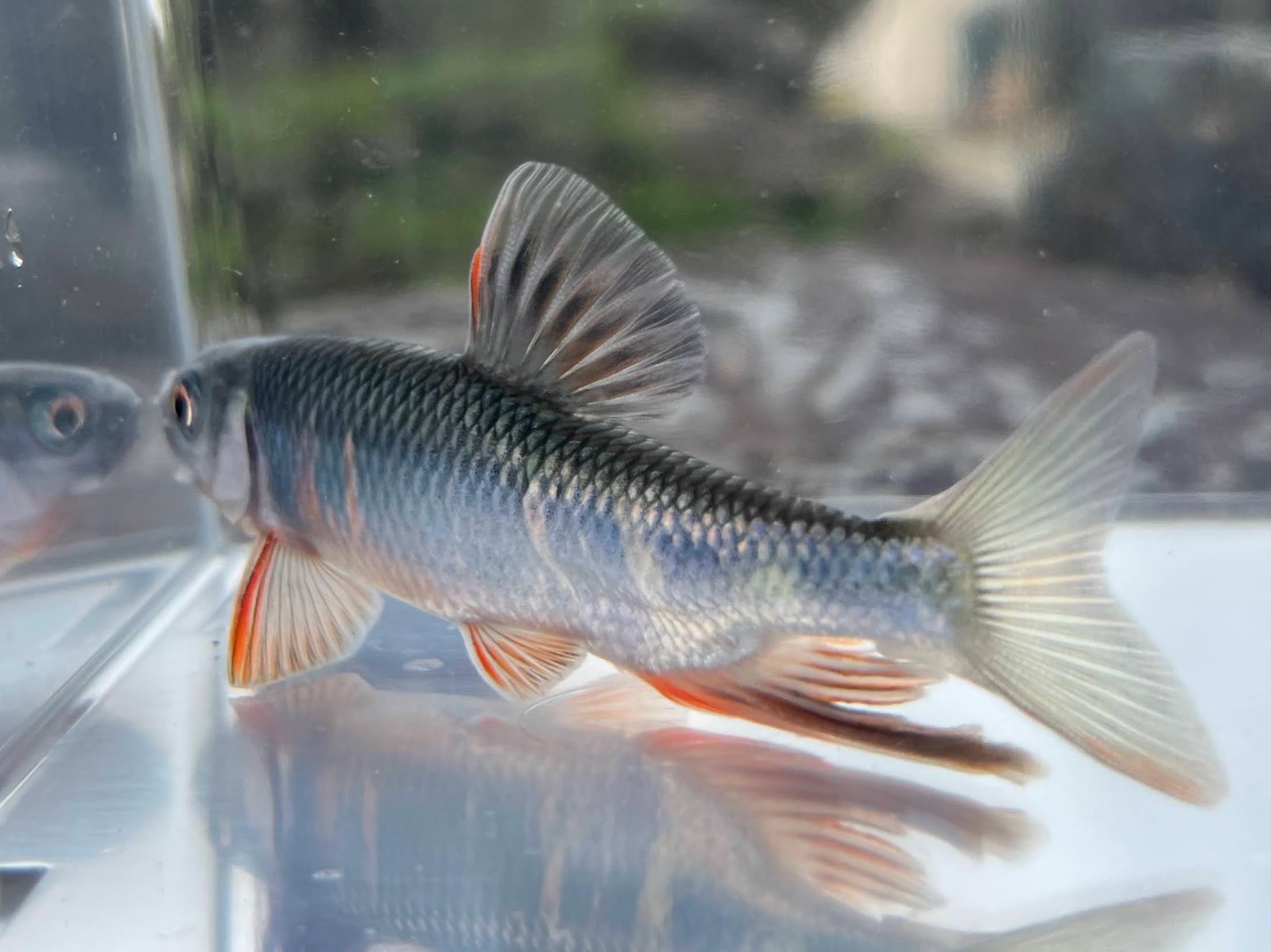 ※飼い込み個体※　（淡水魚）オイカワ　L（9～15ｃｍ±）（オス・1匹）