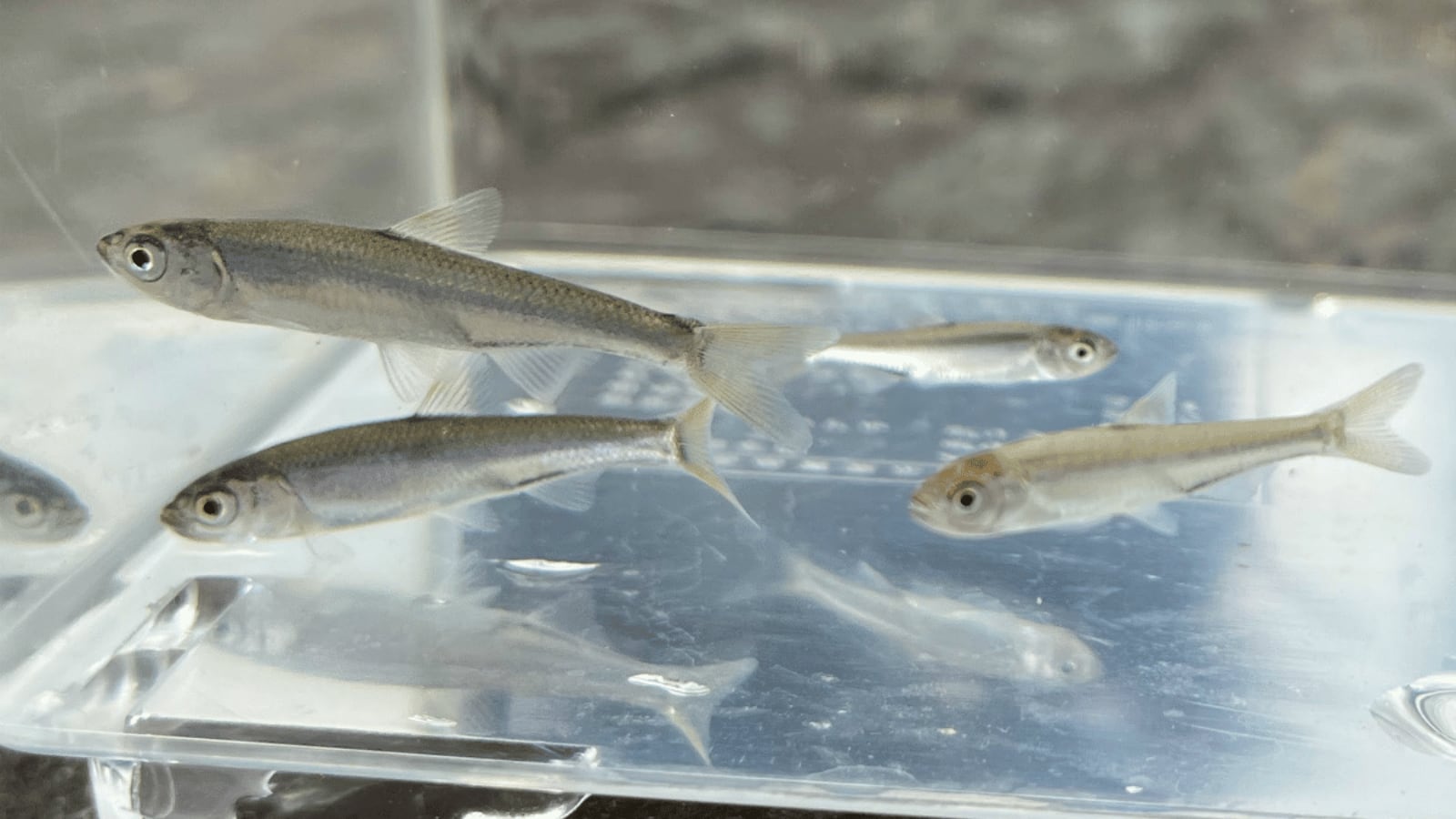 生体（淡水魚・川魚）｜オイカワ　S（2〜4ｃｍ±）（3匹）