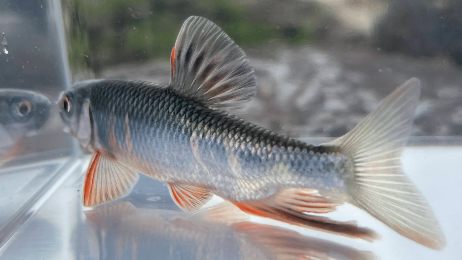 生体（淡水魚・川魚）｜※飼い込み個体※　オイカワ　L（9～15ｃｍ±）（オス・1匹）