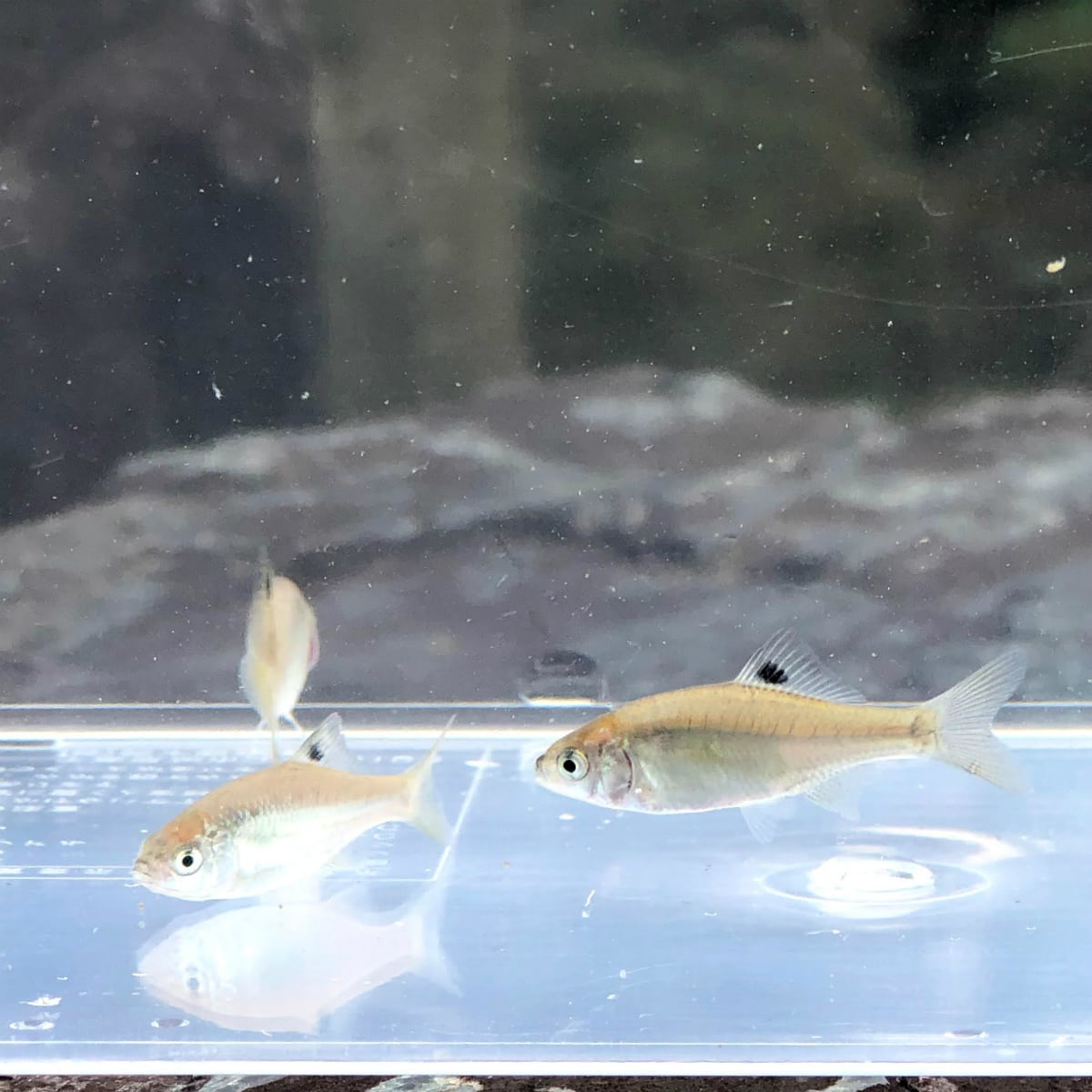 （淡水魚）カネヒラ　