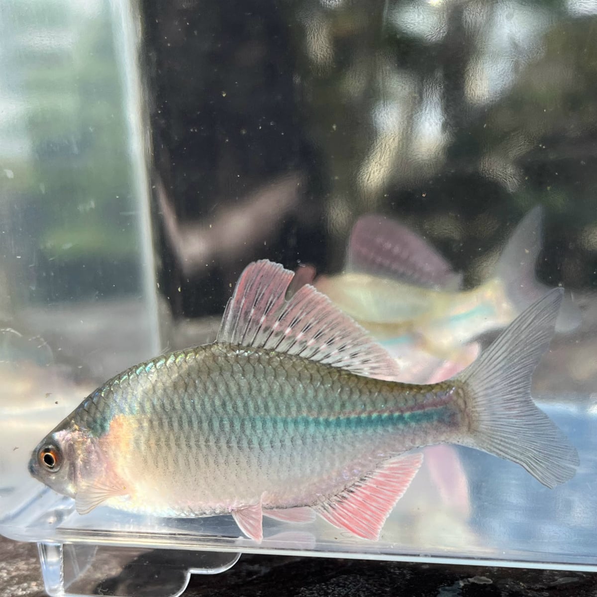 （淡水魚）カネヒラ