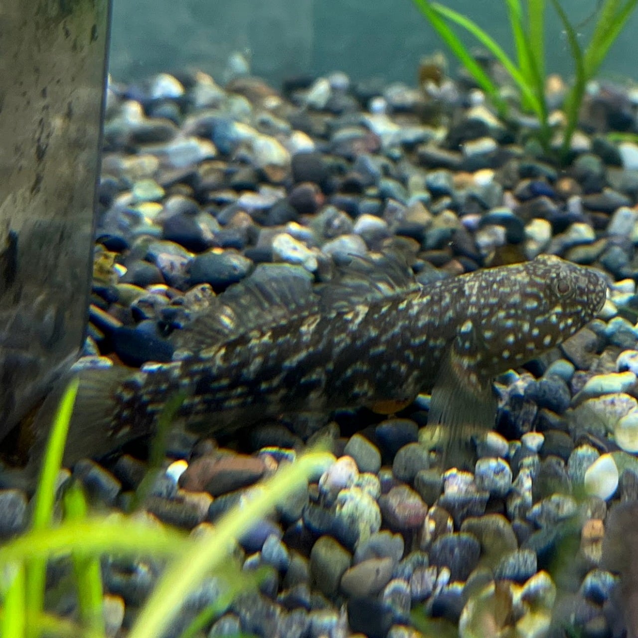 （淡水魚）ヌマチチブ