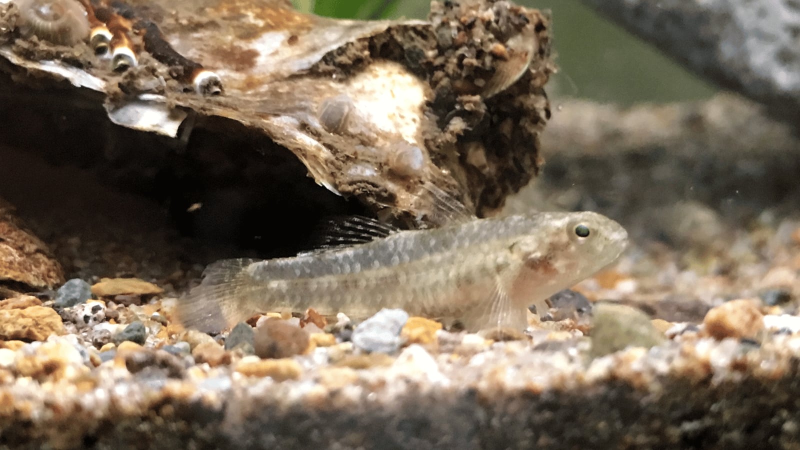 生体（淡水魚・汽水魚）｜ヒナハゼ