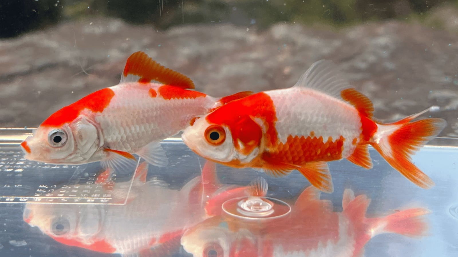 生体（金魚）｜国産　更紗和金　平賀養魚場産（1匹）