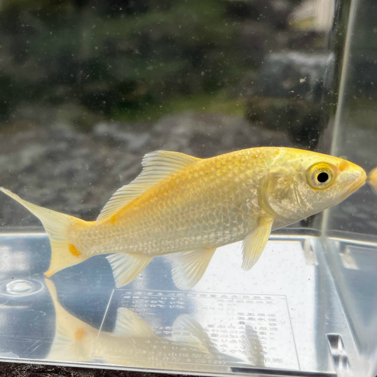 錦鯉　各種