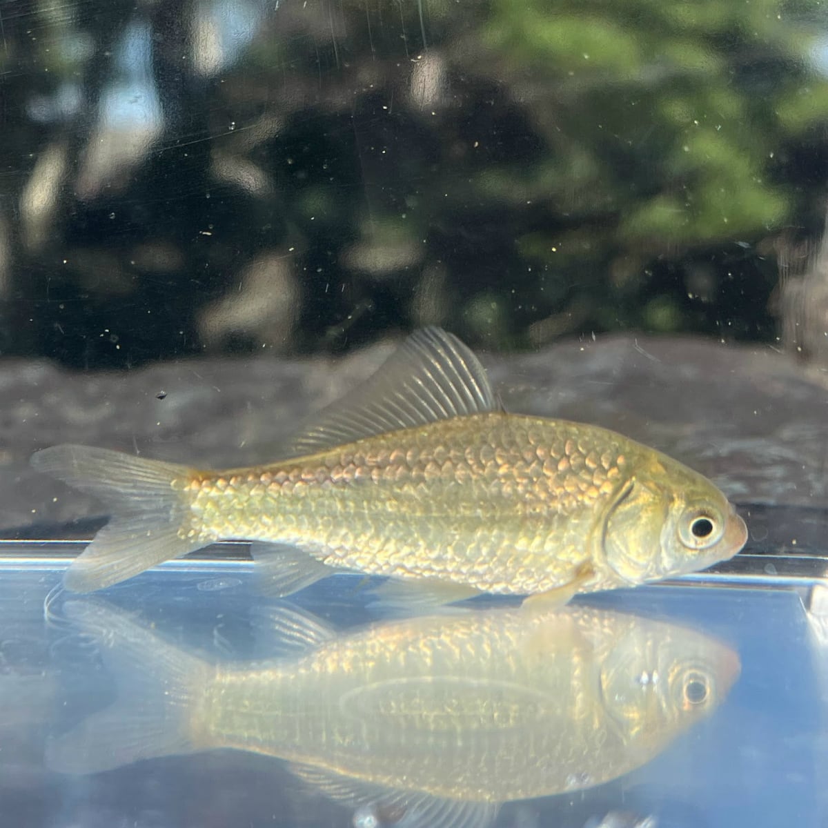 （淡水魚）ギンブナ（マブナ）