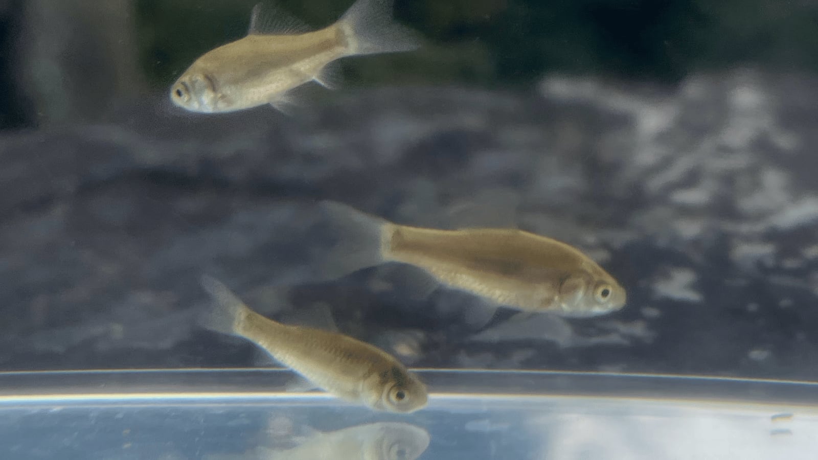 生体（淡水魚・川魚）｜キンブナ　Sサイズ（2〜3ｃｍ±）