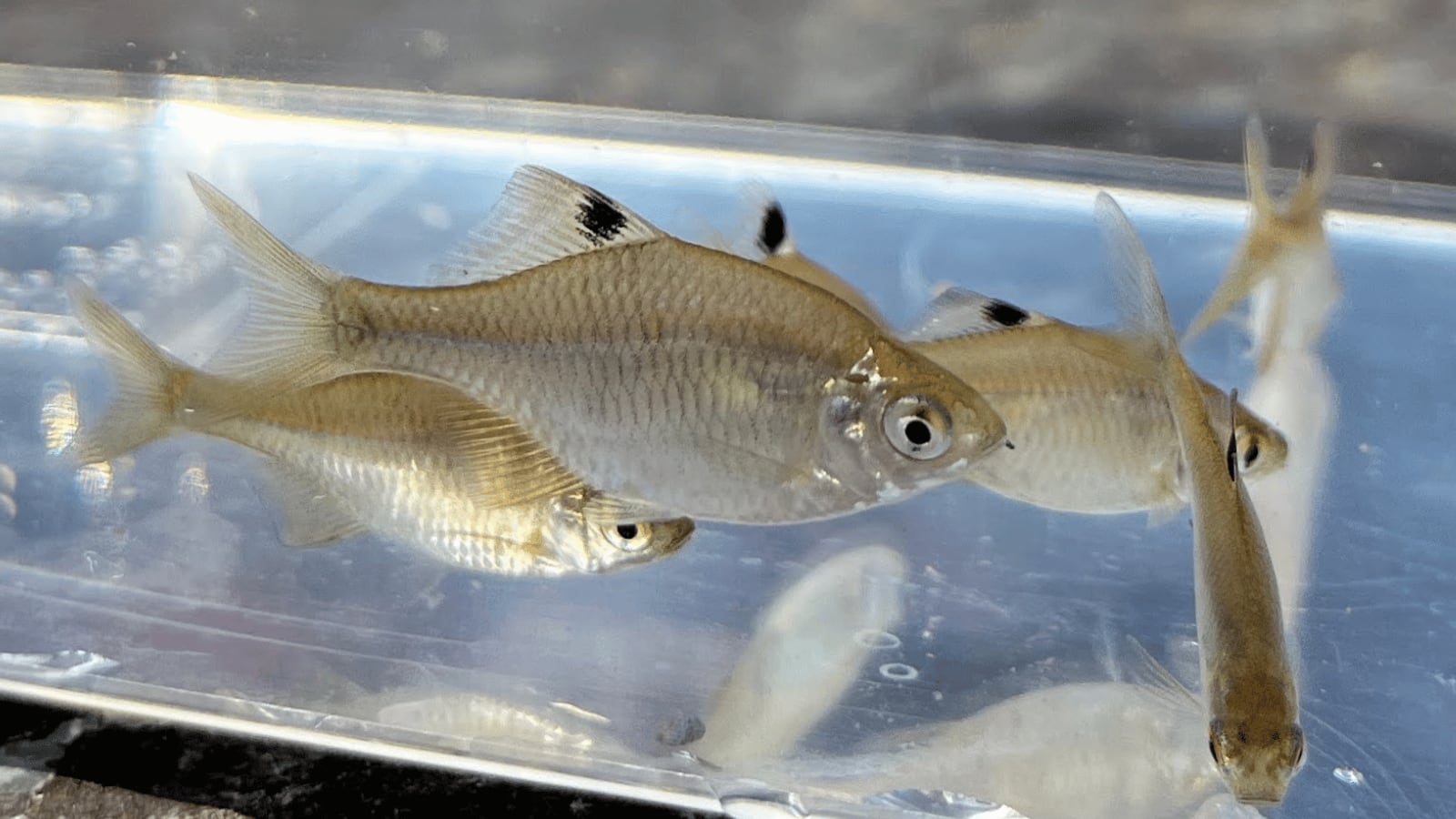 生体（淡水魚・川魚）｜タイリクバラタナゴ　（2～4ｃｍ±）（10匹）